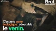 À quoi sert le venin, cette arme biologique redoutable ? À quoi sert le venin, cette arme biologique redoutable ?