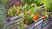 "Greenfactauri" : la première ferme urbaine pédagogique à Ath ! "Greenfactauri" : la première ferme urbaine pédagogique à Ath !