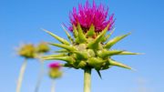 En Martinique, les plantes médicinales se modernisent pour soigner les maux En Martinique, les plantes médicinales se modernisent pour soigner les maux