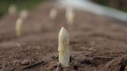 L'asperge blanche ne voit jamais le soleil. L'asperge blanche ne voit jamais le soleil.