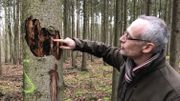 Philippe de Wouters constate l'ampleur des dégâts sur sa parcelle: une soixantaine d'épicéas sont touchés. Les arbres marqués d'un S devront être abattus. Philippe de Wouters constate l'ampleur des dégâts sur sa parcelle: une soixantaine d'épicéas sont touchés. Les arbres marqués d'un S devront être abattus.