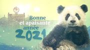 Allo Pairi Daiza ! Le parc est fermé mais la vie continue... Allo Pairi Daiza ! Le parc est fermé mais la vie continue...