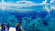 Découvrir le Blue Hole de l'intérieur, un rêve de plongeur, sur les traces de Cousteau ou Darwin. Découvrir le Blue Hole de l'intérieur, un rêve de plongeur, sur les traces de Cousteau ou Darwin.