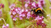 "La liste rouge des abeilles", un rapport alarmant sur les abeilles sauvages de Belgique "La liste rouge des abeilles", un rapport alarmant sur les abeilles sauvages de Belgique