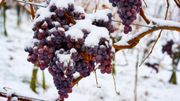 Primeurs de Bordeaux: le millésime 2017 atypique à cause du gel Primeurs de Bordeaux: le millésime 2017 atypique à cause du gel