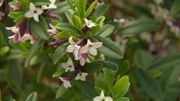 Zoom sur un arbuste à l'allure buissonnante et au parfum envoûtant : le Daphne tangutica Zoom sur un arbuste à l'allure buissonnante et au parfum envoûtant : le Daphne tangutica