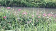 Le long du canal de Mons, à Jemappes Le long du canal de Mons, à Jemappes