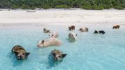 Pig Beach, une surprenante île des Bahamas 