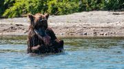 Le lac Kuril est synonyme de "buffet saumon à volonté" pour les ours bruns du Kamchatka. Le lac Kuril est synonyme de "buffet saumon à volonté" pour les ours bruns du Kamchatka.