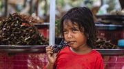 Les tarentules, victimes de la déforestation et des gastronomes au Cambodge Les tarentules, victimes de la déforestation et des gastronomes au Cambodge
