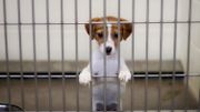 Chien abandonné Chien abandonné