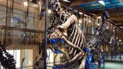 La Galerie des Dinosaures La Galerie des Dinosaures