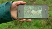 Isabelle montre la photo de son veau tué par le loup. Elle a été indemnisée après avoir mis la pression sur les autorités qui n'ont cependant pas voulu reconnaître une attaque officielle du canidé. Isabelle montre la photo de son veau tué par le loup. Elle a été indemnisée après avoir mis la pression sur les autorités qui n'ont cependant pas voulu reconnaître une attaque officielle du canidé.