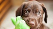 Jouets pour chiens et chats : un secteur de vente qui a le sourire Jouets pour chiens et chats : un secteur de vente qui a le sourire