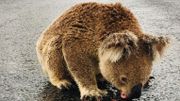 Un koala bloque la circulation pour boire l'eau sur l'asphalte de la route: "Tellement soif qu'il refusait de bouger" Un koala bloque la circulation pour boire l'eau sur l'asphalte de la route: "Tellement soif qu'il refusait de bouger"
