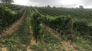 2018, une année exceptionnelle pour le vin belge? 2018, une année exceptionnelle pour le vin belge?
