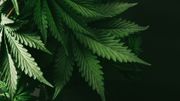 Un nouveau médicament d'aide au sevrage du cannabis Un nouveau médicament d'aide au sevrage du cannabis