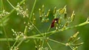 Plus un jardin est naturel, plus il a à offrir à la nature Plus un jardin est naturel, plus il a à offrir à la nature