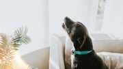 Décrypter les comportements étranges de nos chiens et chats Décrypter les comportements étranges de nos chiens et chats