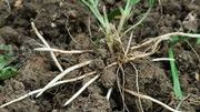 Les redoutables rhizomes du chiendent Les redoutables rhizomes du chiendent