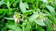 Gardez naturellement votre autonomie au jardin ! Gardez naturellement votre autonomie au jardin !
