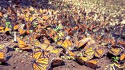 Les papillons peuvent parcourir plus de 3000 kms Les papillons peuvent parcourir plus de 3000 kms