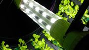 L’hydroponie permet de cultiver des plantes hors sol L’hydroponie permet de cultiver des plantes hors sol