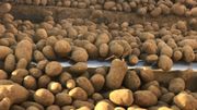 Retards dans les champs : la pluie a ralenti l'arrachage des pommes de terre Retards dans les champs : la pluie a ralenti l'arrachage des pommes de terre