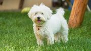 An adorable portrait of a havanese maltese puppy on green grass in a vibrant summer backyard. An adorable portrait of a havanese maltese puppy on green grass in a vibrant summer backyard.