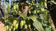 Le houblon est prêt à être récolté Le houblon est prêt à être récolté