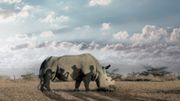 "The Last Male on Earth" : de l'importance du rhinocéros