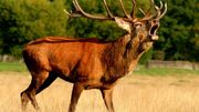 De la mi-septembre à la mi-octobre, écoutez le brame du cerf De la mi-septembre à la mi-octobre, écoutez le brame du cerf