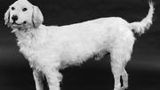 le chien des Abruzzes de l'ile d'Elbe le chien des Abruzzes de l'ile d'Elbe
