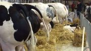 Des authentiques bovins de race blanc bleu belge. Ceux-ci sont représentent la race. Le top du top de la génétique. Des authentiques bovins de race blanc bleu belge. Ceux-ci sont représentent la race. Le top du top de la génétique.