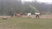 Les frais liés aux chevaux continuent, même si les rentrées financières sont nulles Les frais liés aux chevaux continuent, même si les rentrées financières sont nulles