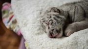 Tigre blanc : naissance adorable dans un zoo du Nicaragua Tigre blanc : naissance adorable dans un zoo du Nicaragua