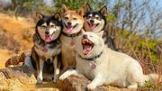 Ce Shiba Inu qui ruine toutes les photos de groupe fait le buzz Ce Shiba Inu qui ruine toutes les photos de groupe fait le buzz