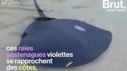 Connaissez-vous les raies pastenagues? Connaissez-vous les raies pastenagues?