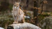 Il y a bel et bien un "Lynx" en Belgique, et il est wallon ! Il y a bel et bien un "Lynx" en Belgique, et il est wallon !