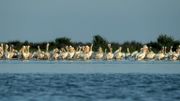 Une colonie de pélicans sur les iles Sacalin dans la mer Noire dans le delta du Danube, le 18 juin 2020. Une colonie de pélicans sur les iles Sacalin dans la mer Noire dans le delta du Danube, le 18 juin 2020.