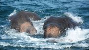 Sri Lanka: deux jeunes éléphants sauvés en pleine mer Sri Lanka: deux jeunes éléphants sauvés en pleine mer