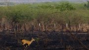 Des dizaines de milliers d'hectares partis en fumée au coeur du Pantanal. Les lieux n'accueillent pas que des cervidés. Il est aussi le terrain de jeu du caïman ou de la loutre géante. Des dizaines de milliers d'hectares partis en fumée au coeur du Pantanal. Les lieux n'accueillent pas que des cervidés. Il est aussi le terrain de jeu du caïman ou de la loutre géante.