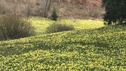 Les jonquilles forment un véritable tapis jaune Les jonquilles forment un véritable tapis jaune
