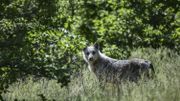 Retour du loup: le WWF plaide pour des mesures d'aide aux éleveurs Retour du loup: le WWF plaide pour des mesures d'aide aux éleveurs