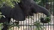 Des éléphants voraces Des éléphants voraces