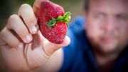 L'Australie dévoile de nouvelles mesures contre la psychose des fraises piégées L'Australie dévoile de nouvelles mesures contre la psychose des fraises piégées