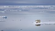 Un photographe animalier alerte le monde sur la chasse des ours blancs Un photographe animalier alerte le monde sur la chasse des ours blancs