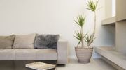 Prendre soin de ses plantes d'intérieur Prendre soin de ses plantes d'intérieur