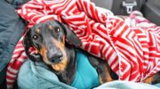 Je voyage en voiture avec mon chien ou mon chat Je voyage en voiture avec mon chien ou mon chat