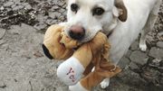 Décrypter les comportements étranges de nos chiens et chats Décrypter les comportements étranges de nos chiens et chats
